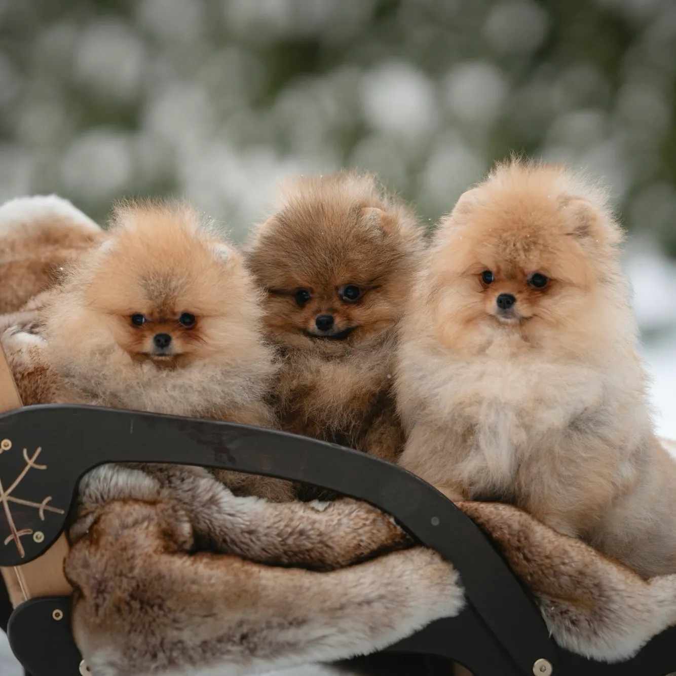 Puppy