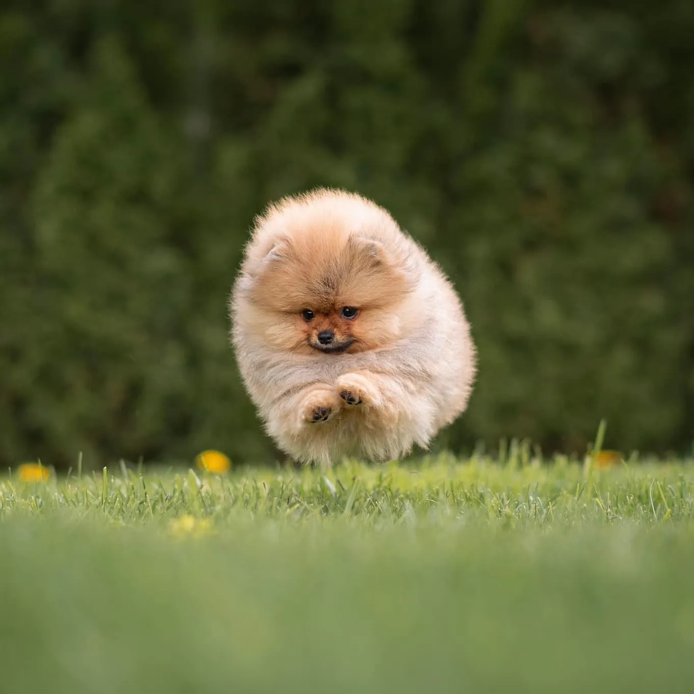 Puppy