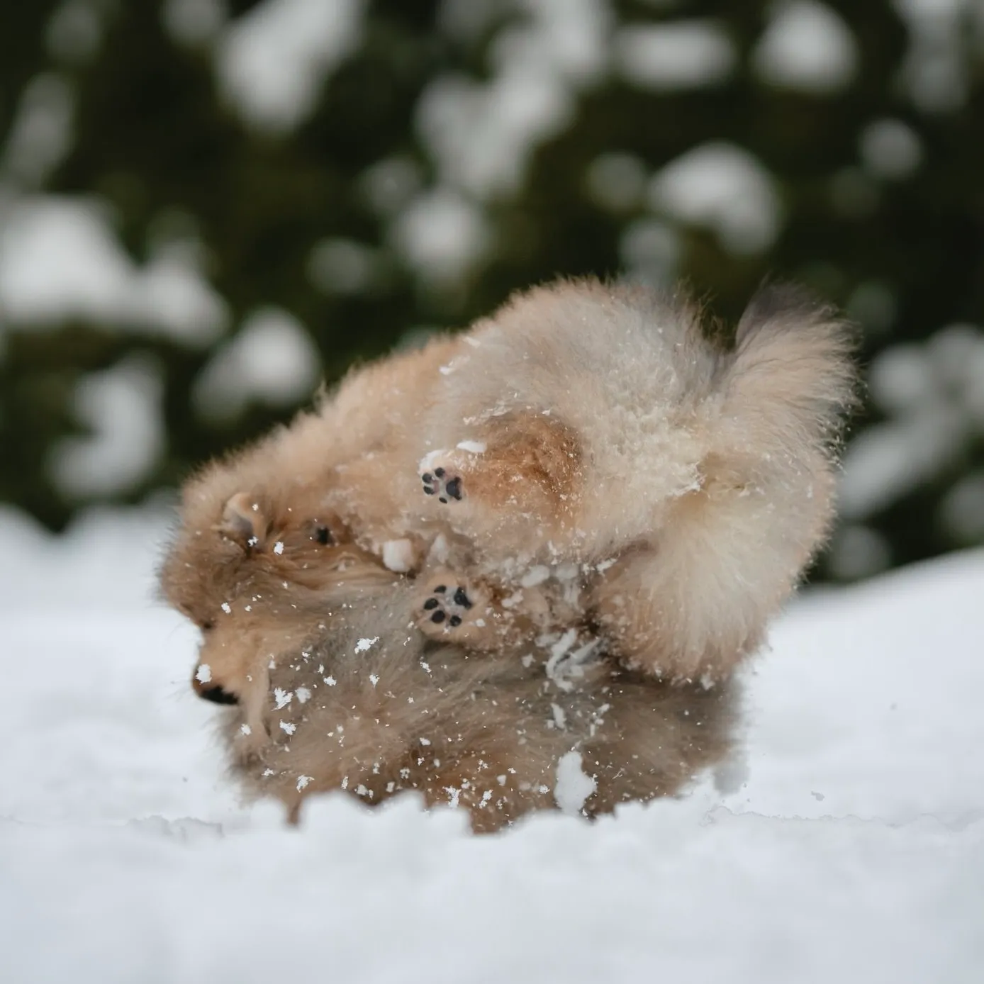 Puppy