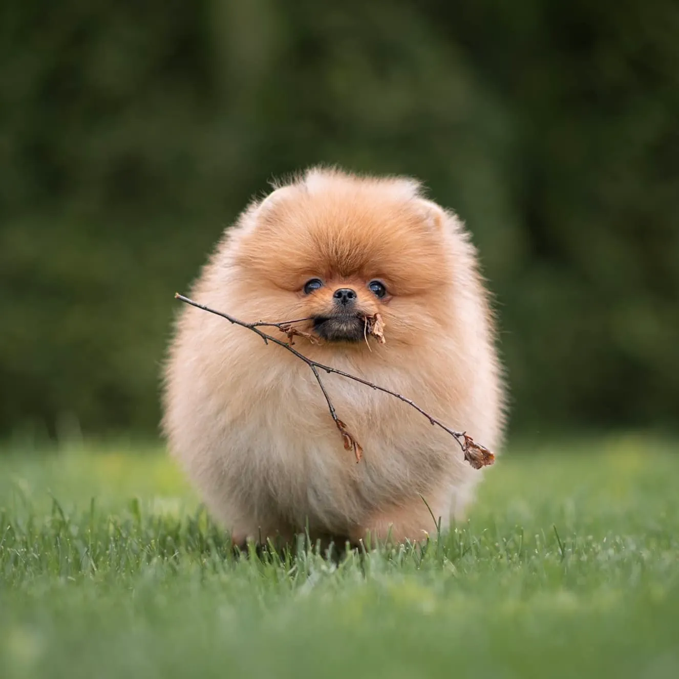 Puppy