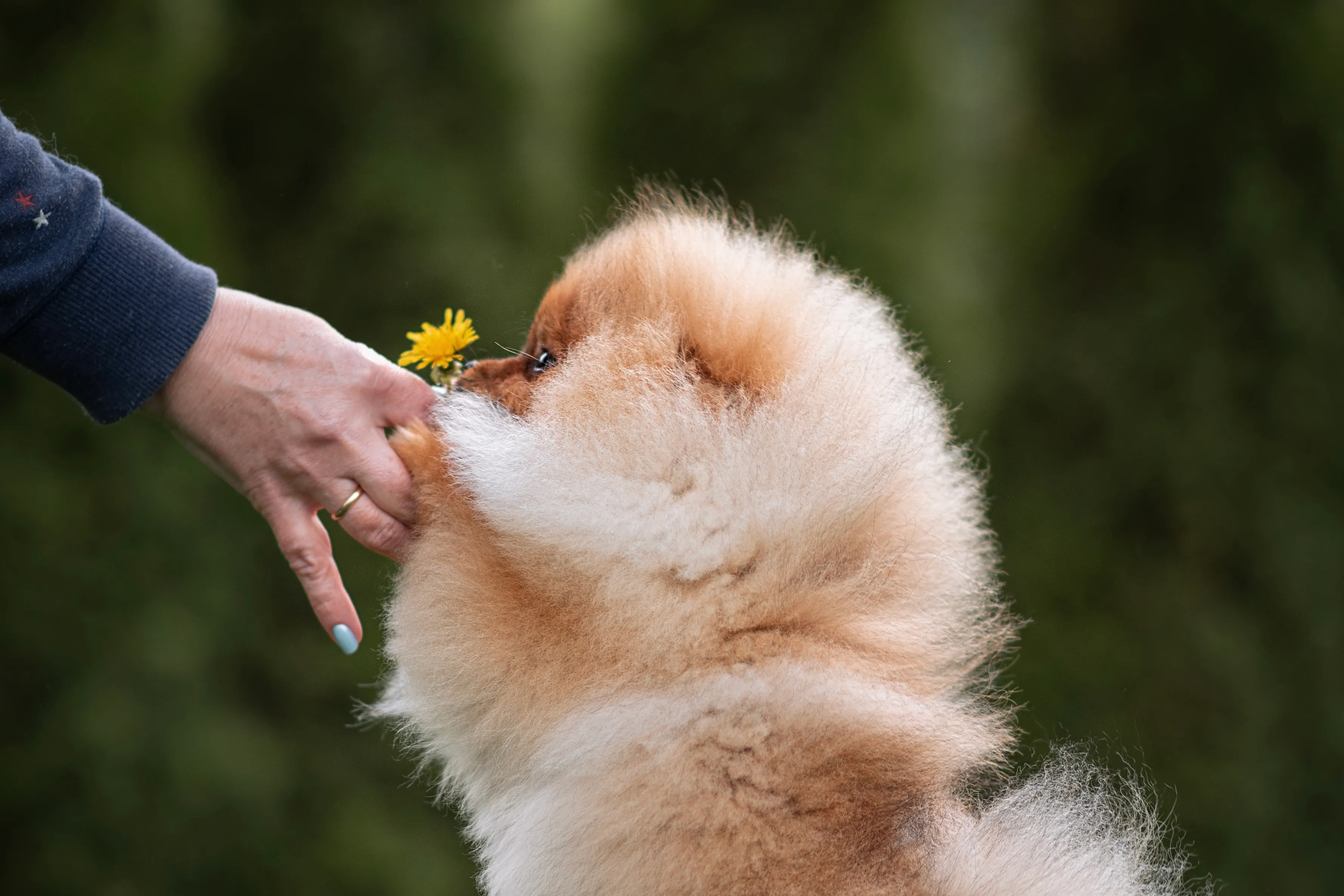 Human offering a Pomeranian a flower