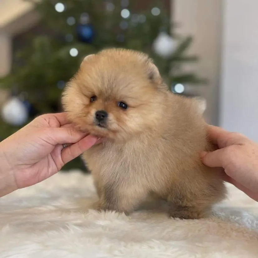 Pomeranian in stance