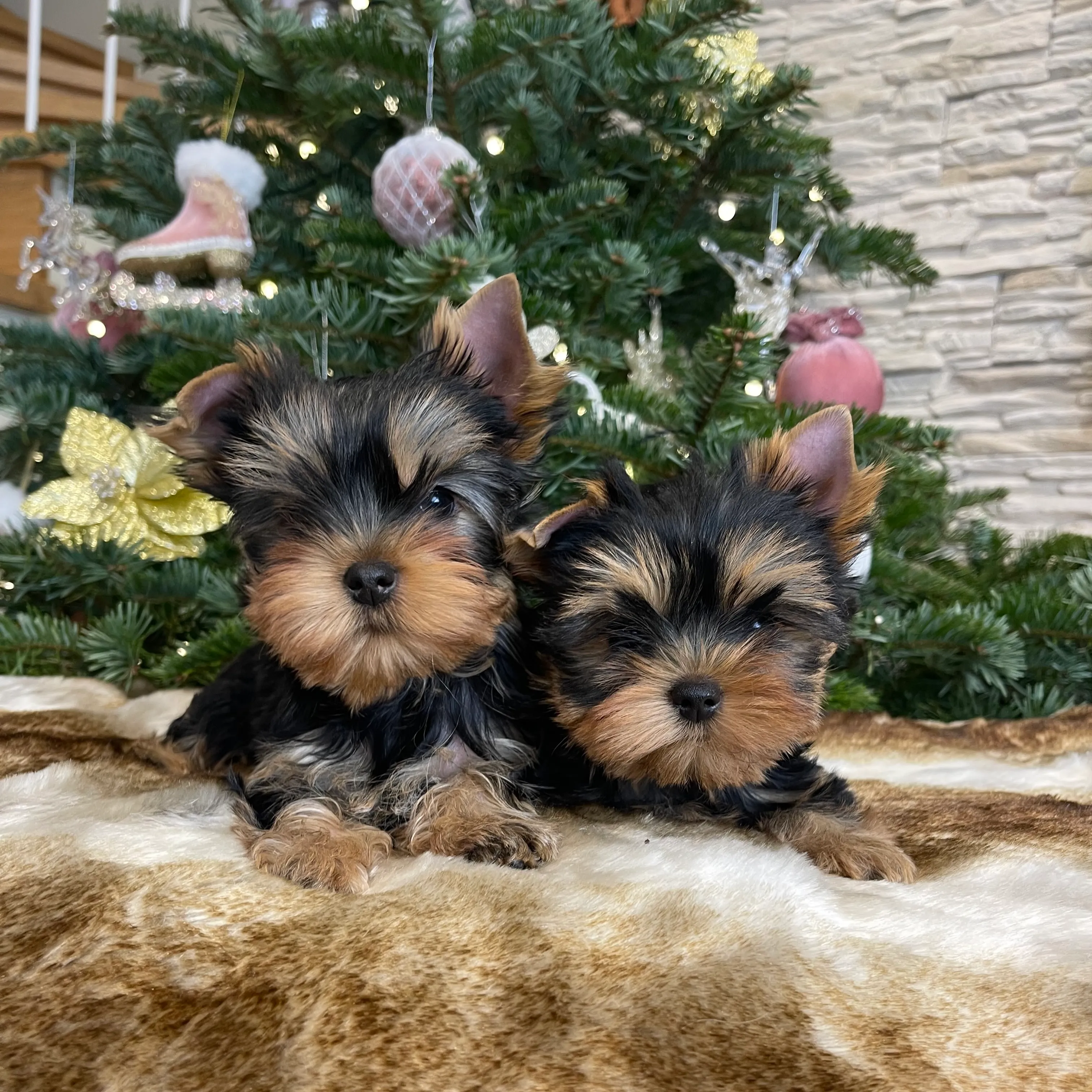 Puppy