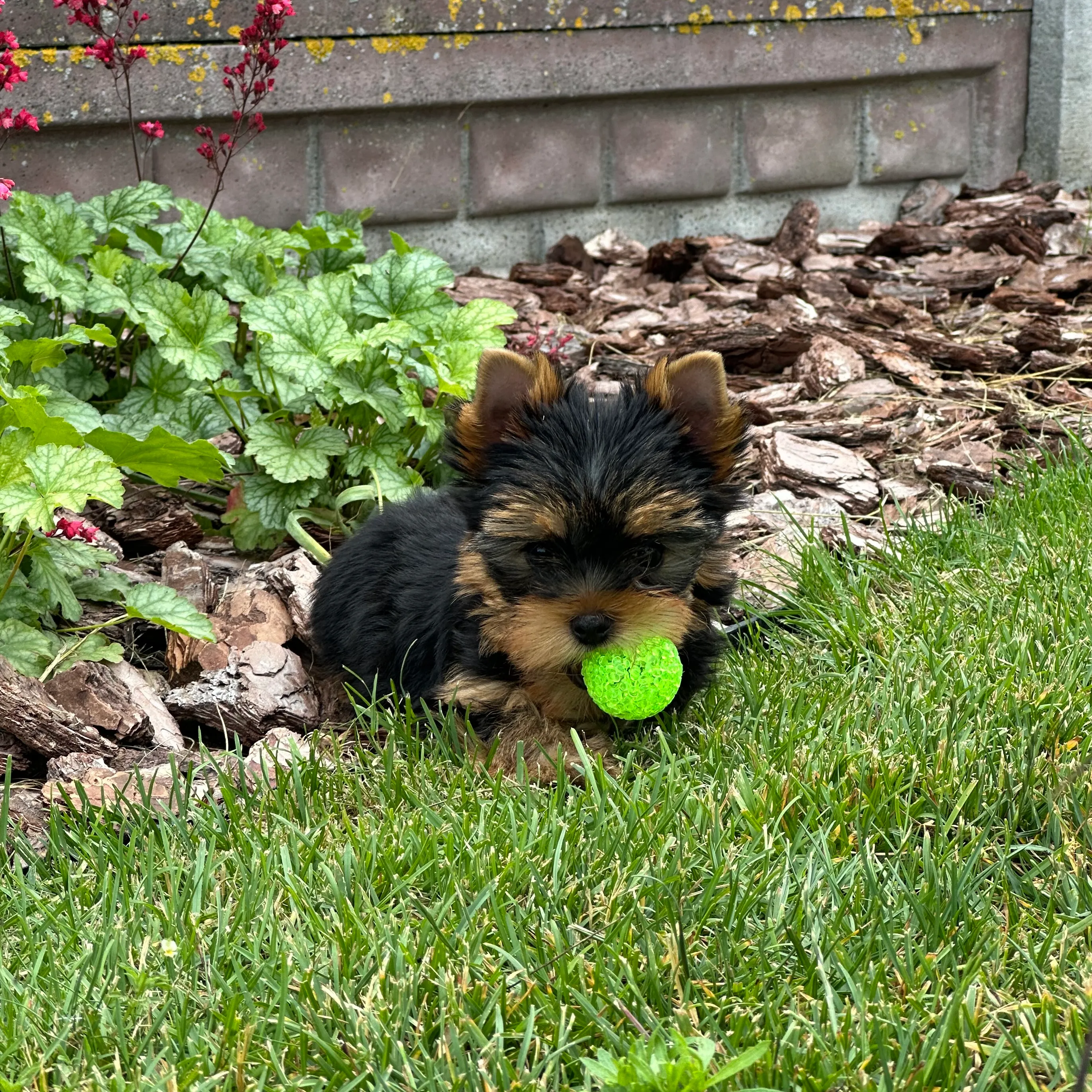 Puppy