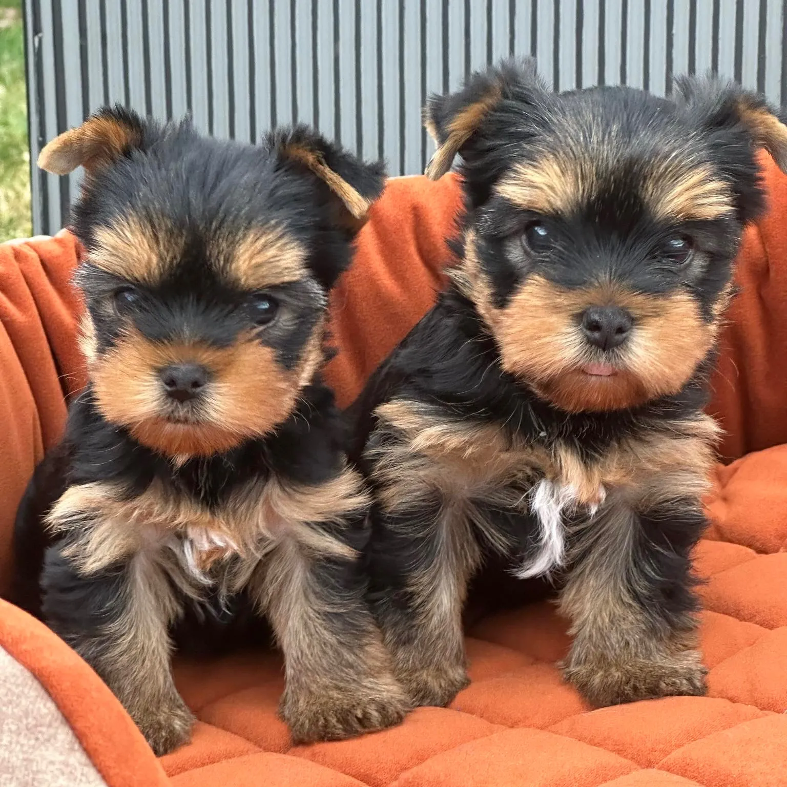 Puppy