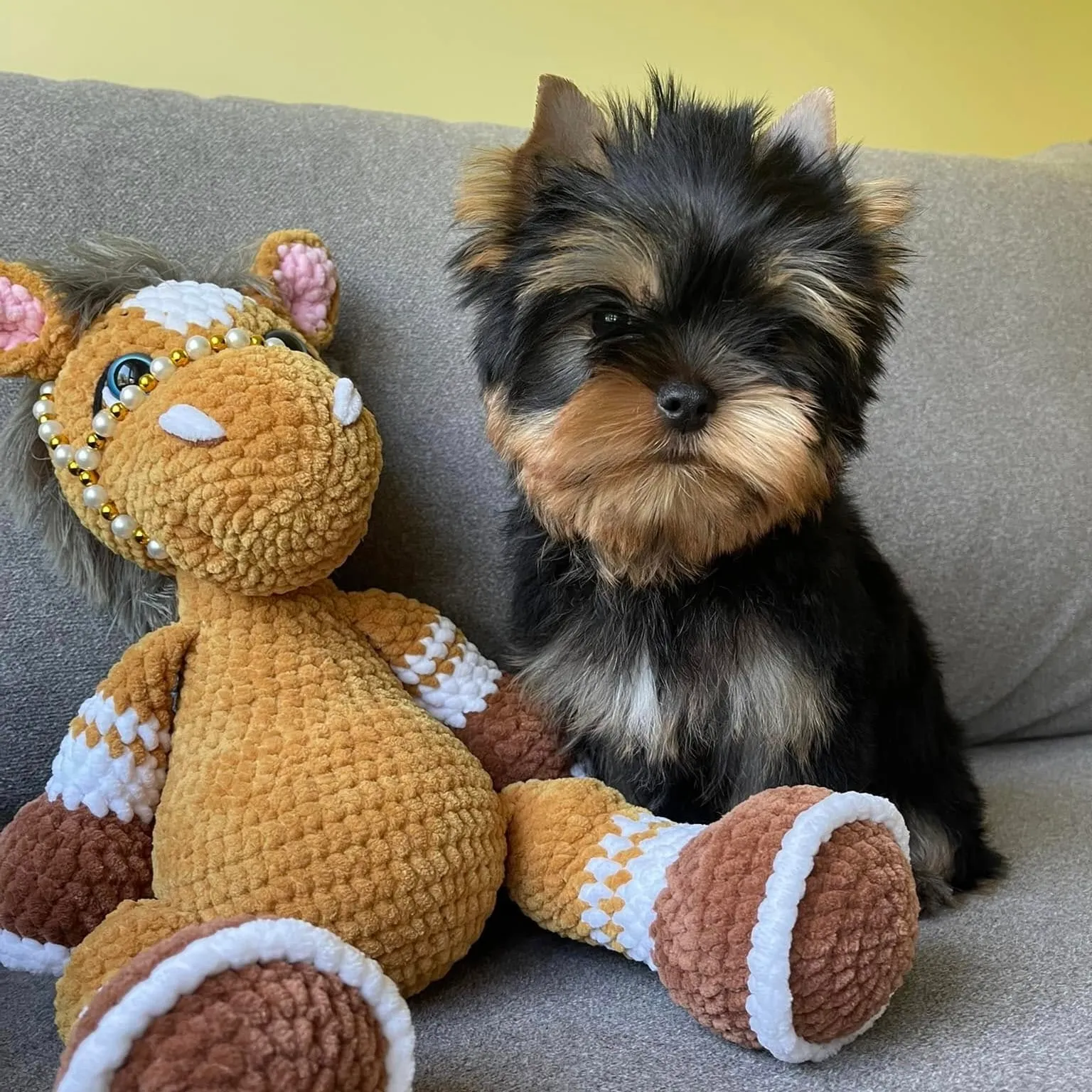 Puppy